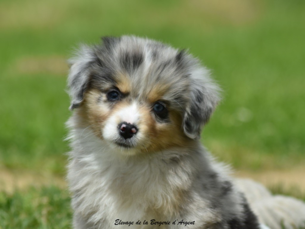 de la bergerie d'argent - Chiots disponibles - Berger Américain Miniature 