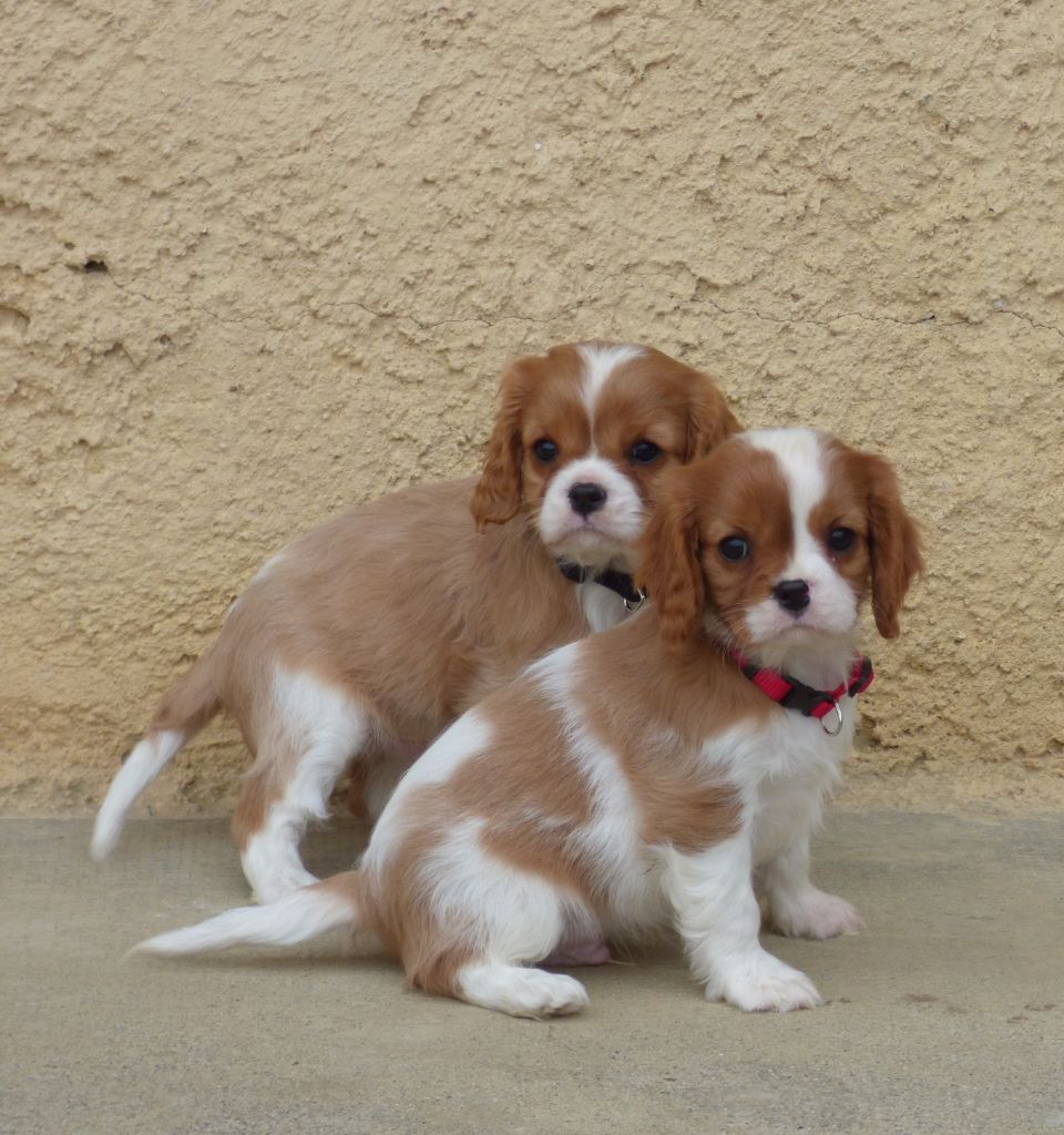 Chiot Cavalier King Charles Spaniel de la bergerie d'argent