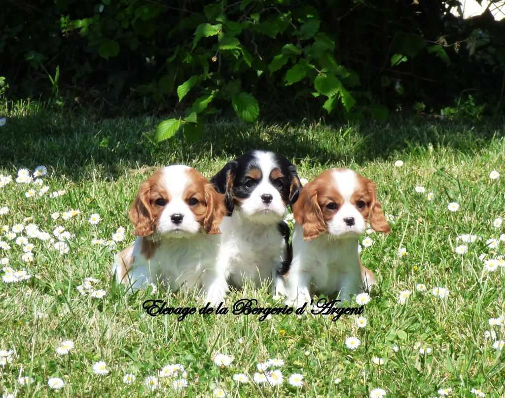 Chiot Cavalier King Charles Spaniel De La Bergerie D'Argent