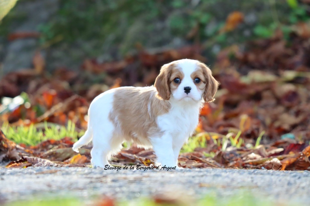 de la bergerie d'argent - Chiots disponibles - Cavalier King Charles Spaniel