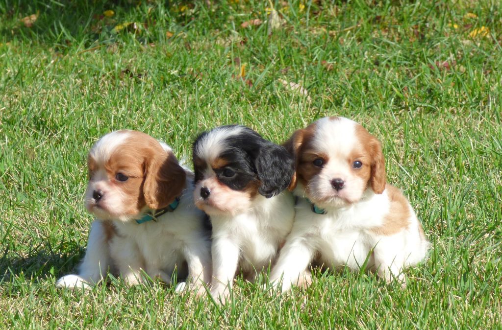 Chiot Cavalier King Charles Spaniel de la bergerie d'argent