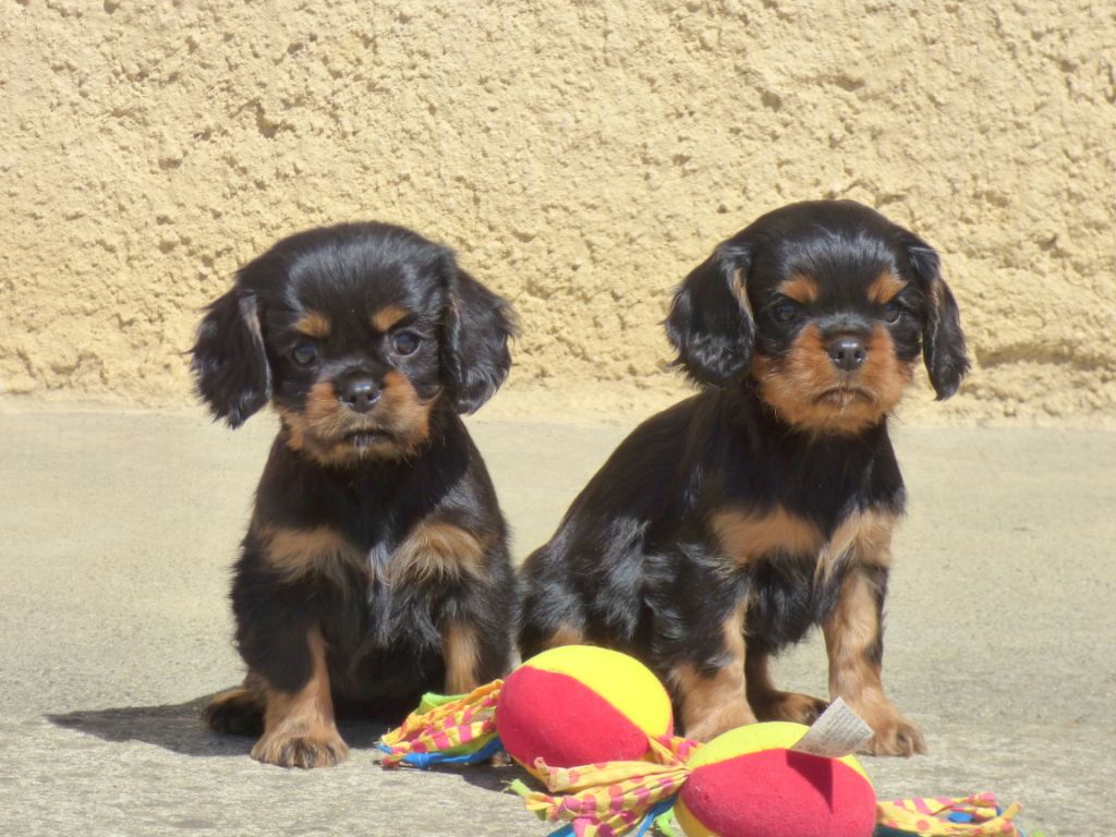 Chiot Cavalier King Charles Spaniel de la bergerie d'argent