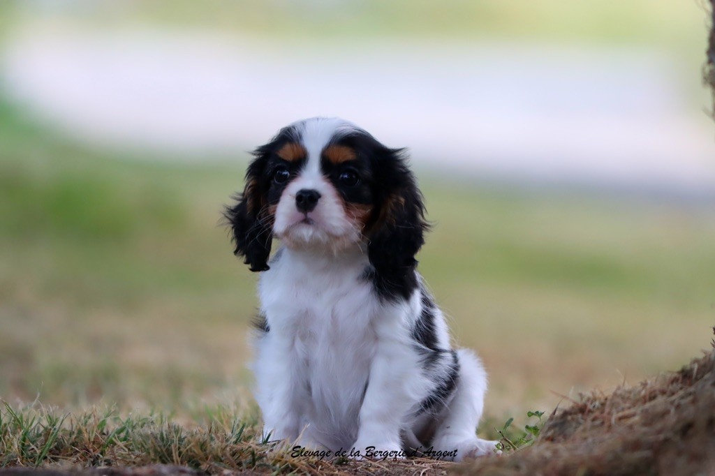 de la bergerie d'argent - Chiots disponibles - Cavalier King Charles Spaniel