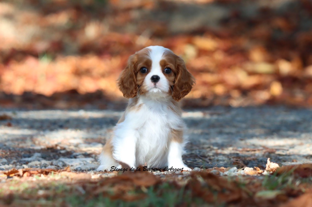 de la bergerie d'argent - Chiots disponibles - Cavalier King Charles Spaniel