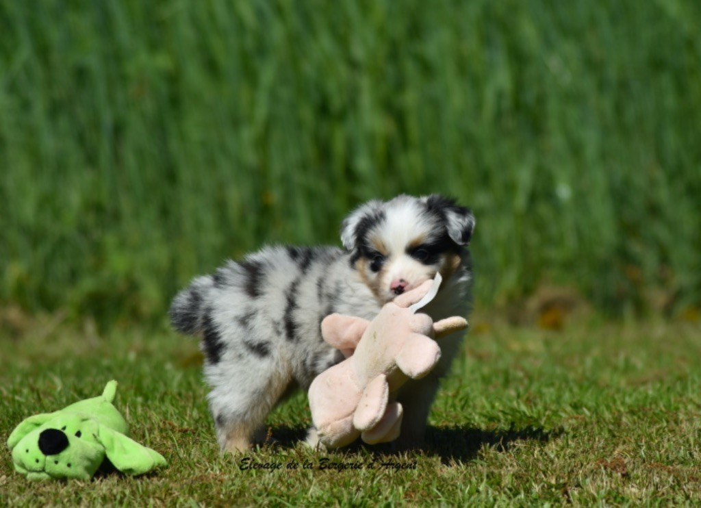 de la bergerie d'argent - Chiots disponibles - Berger Américain Miniature 