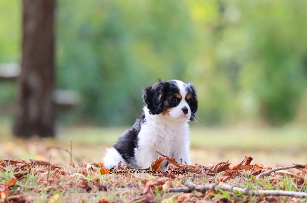 Chiot Cavalier King Charles Spaniel de la bergerie d'argent