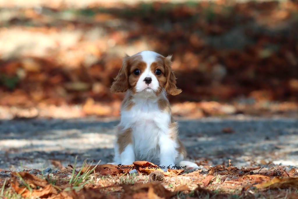 de la bergerie d'argent - Chiots disponibles - Cavalier King Charles Spaniel