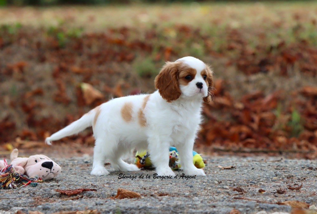 de la bergerie d'argent - Chiots disponibles - Cavalier King Charles Spaniel