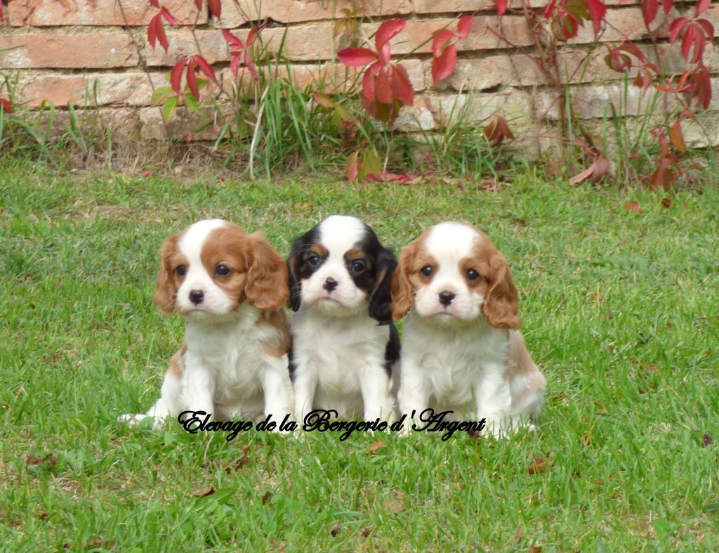 Chiot Cavalier King Charles Spaniel de la bergerie d'argent