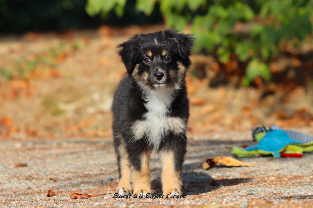 de la bergerie d'argent - Chiots disponibles - Berger Américain Miniature 