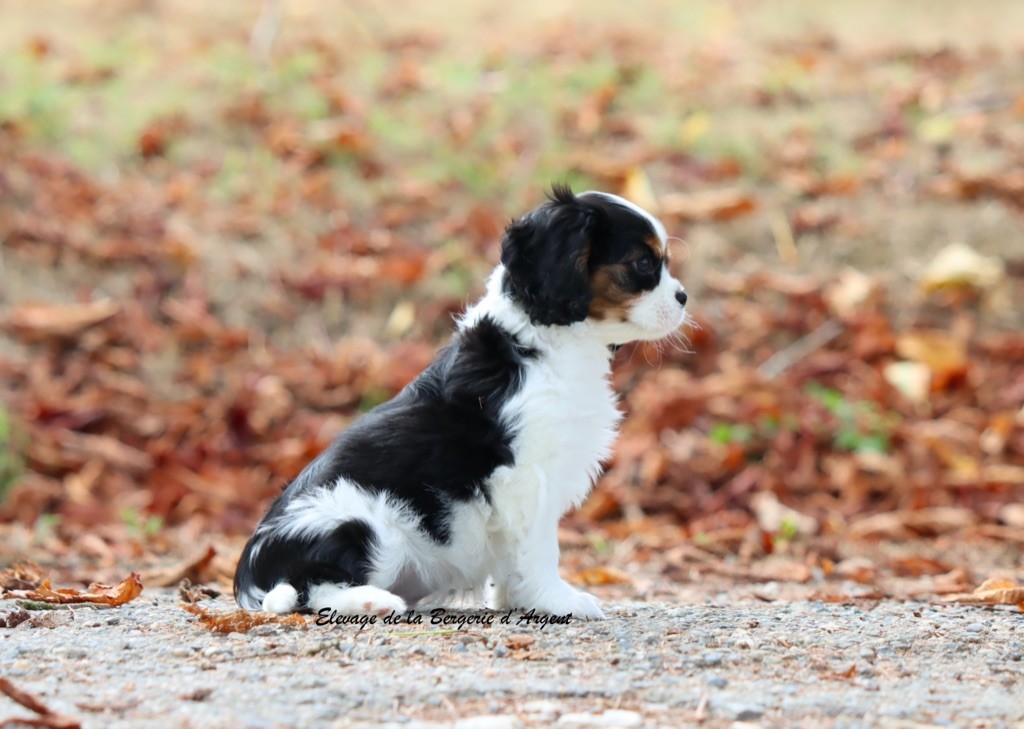 de la bergerie d'argent - Chiots disponibles - Cavalier King Charles Spaniel