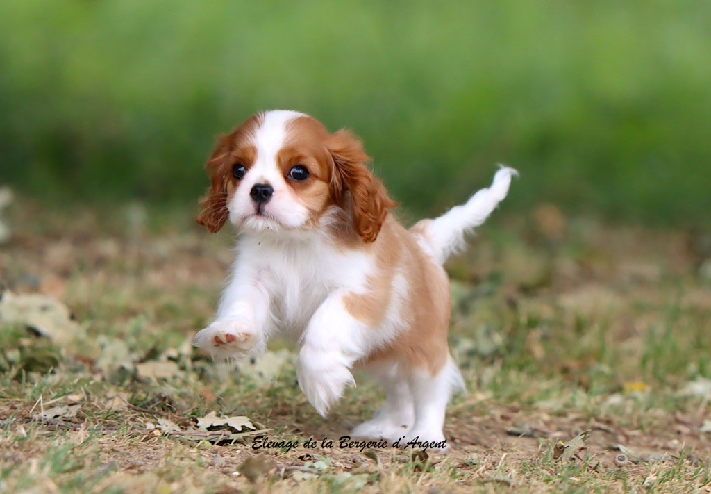 de la bergerie d'argent - Chiots disponibles - Cavalier King Charles Spaniel