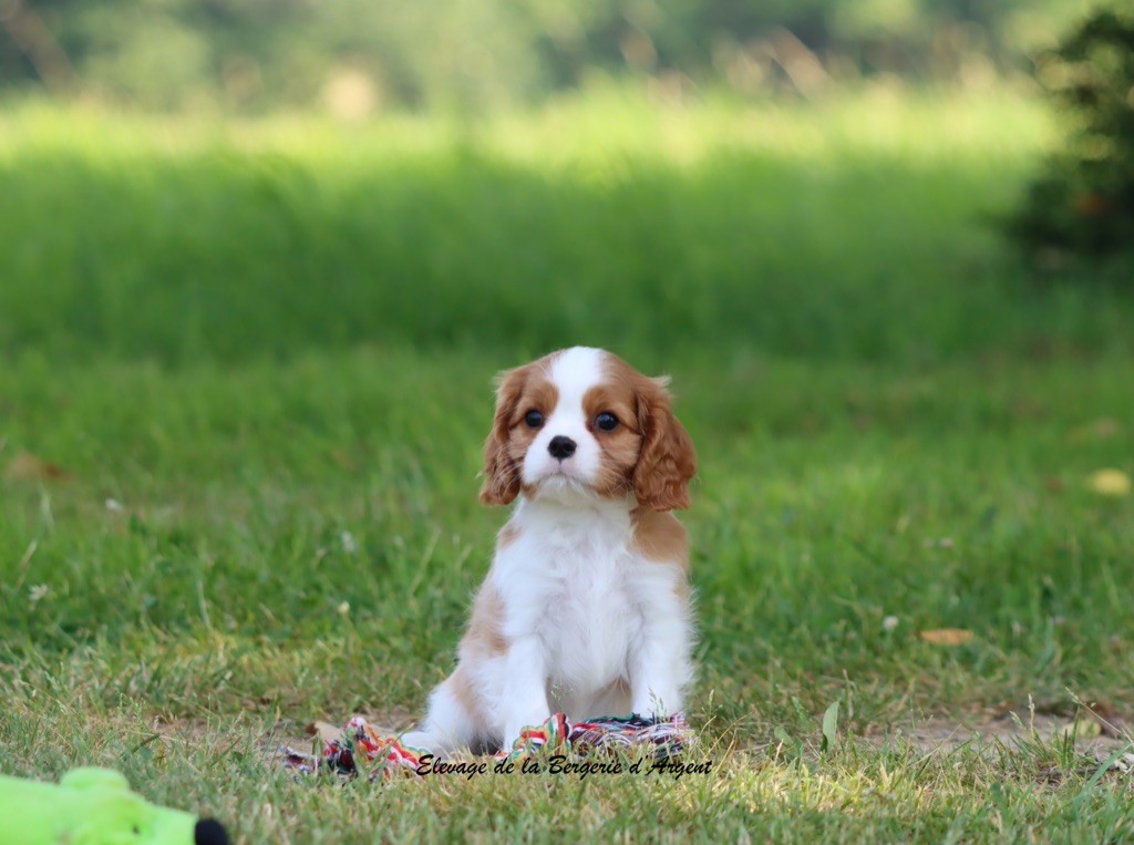 de la bergerie d'argent - Chiots disponibles - Cavalier King Charles Spaniel