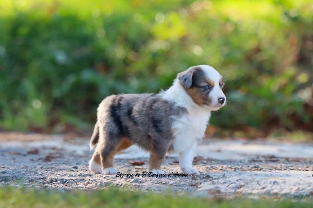 de la bergerie d'argent - Chiots disponibles - Berger Américain Miniature 