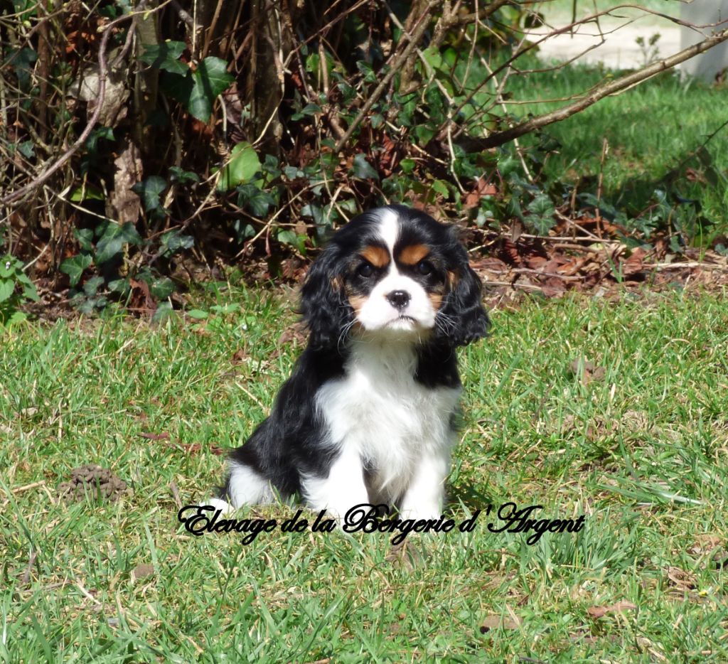 Chiot Cavalier King Charles Spaniel de la bergerie d'argent