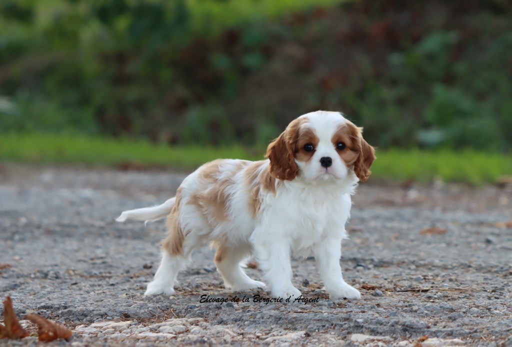 de la bergerie d'argent - Chiots disponibles - Cavalier King Charles Spaniel
