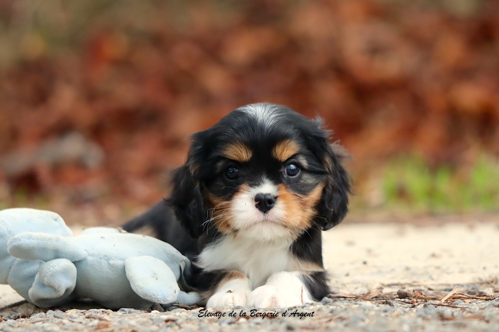 de la bergerie d'argent - Cavalier King Charles Spaniel - Portée née le 28/07/2025