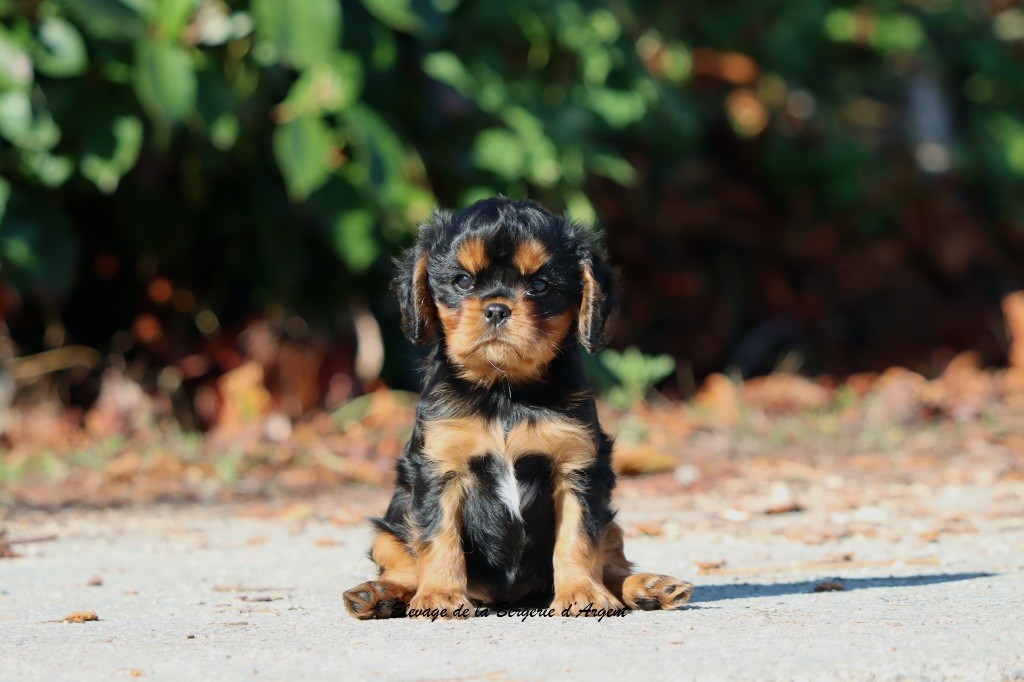 de la bergerie d'argent - Cavalier King Charles Spaniel - Portée née le 01/09/2025