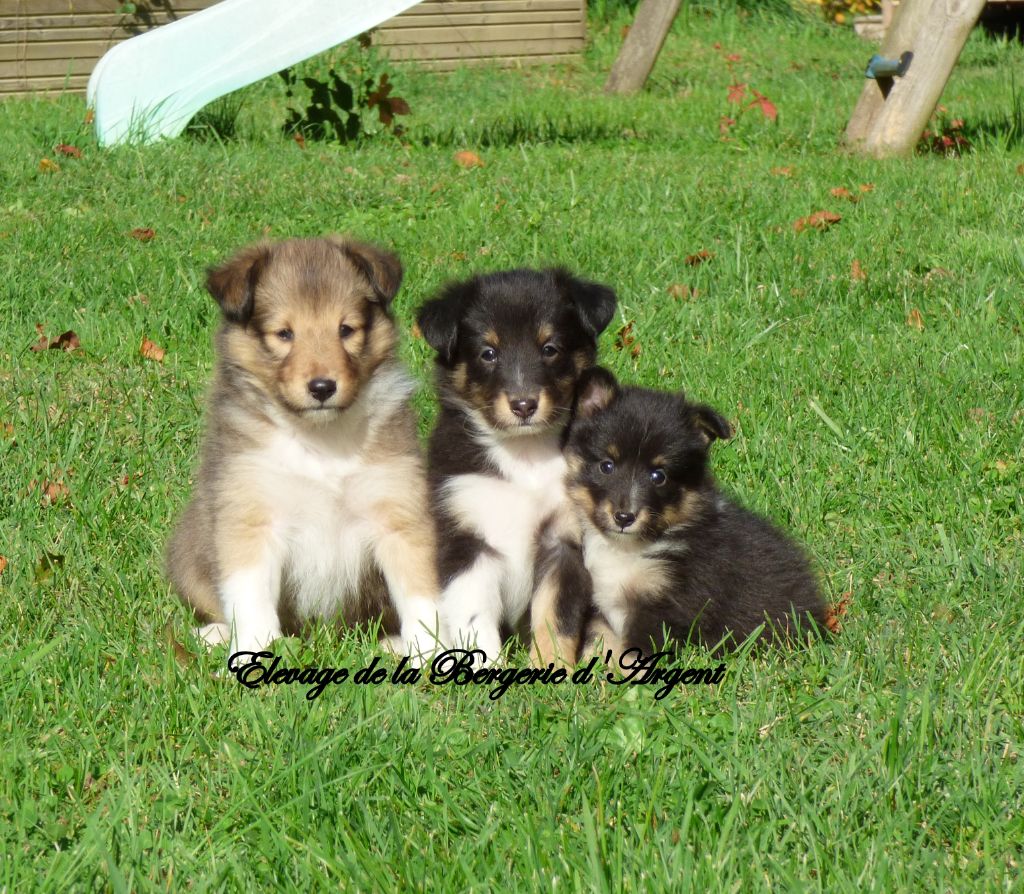 Chiot Shetland Sheepdog de la bergerie d'argent