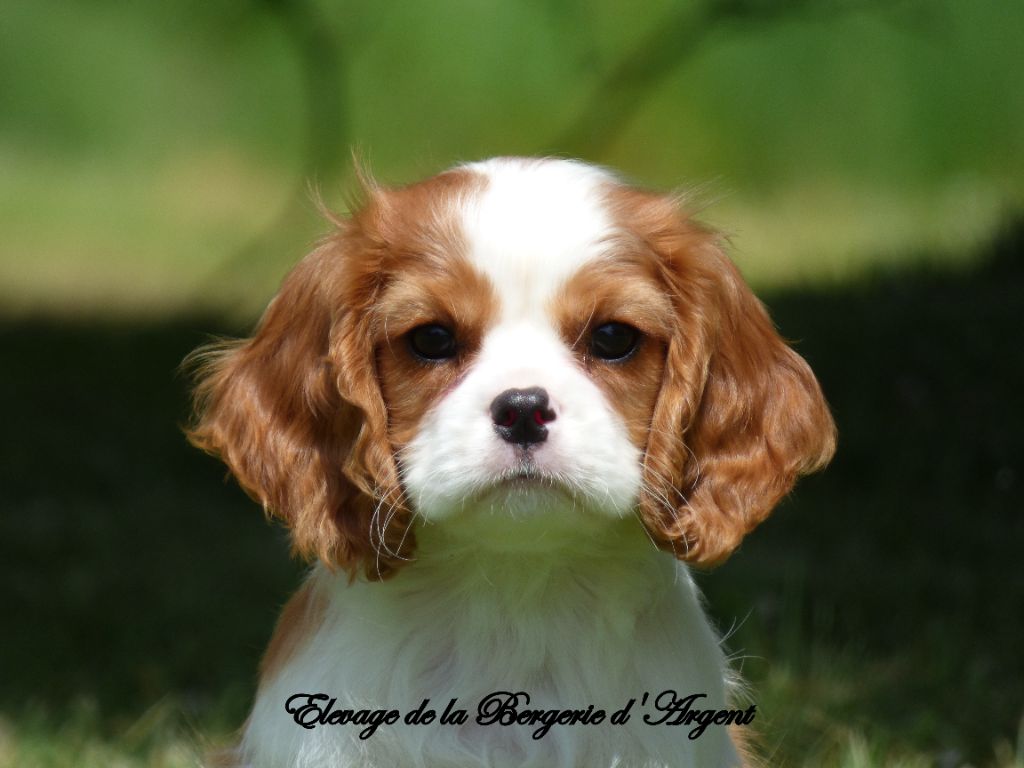 Chiot Cavalier King Charles Spaniel De La Bergerie D'Argent