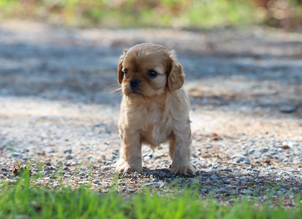 de la bergerie d'argent - Cavalier King Charles Spaniel - Portée née le 09/08/2025