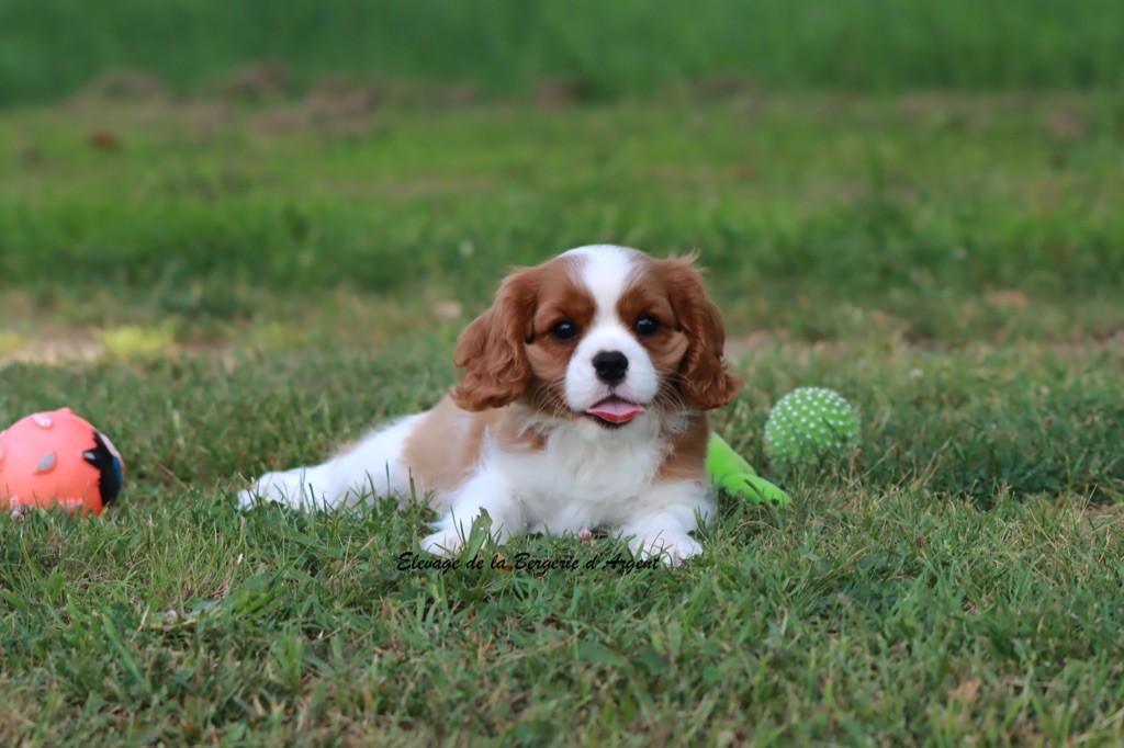 Chiot Cavalier King Charles Spaniel de la bergerie d'argent
