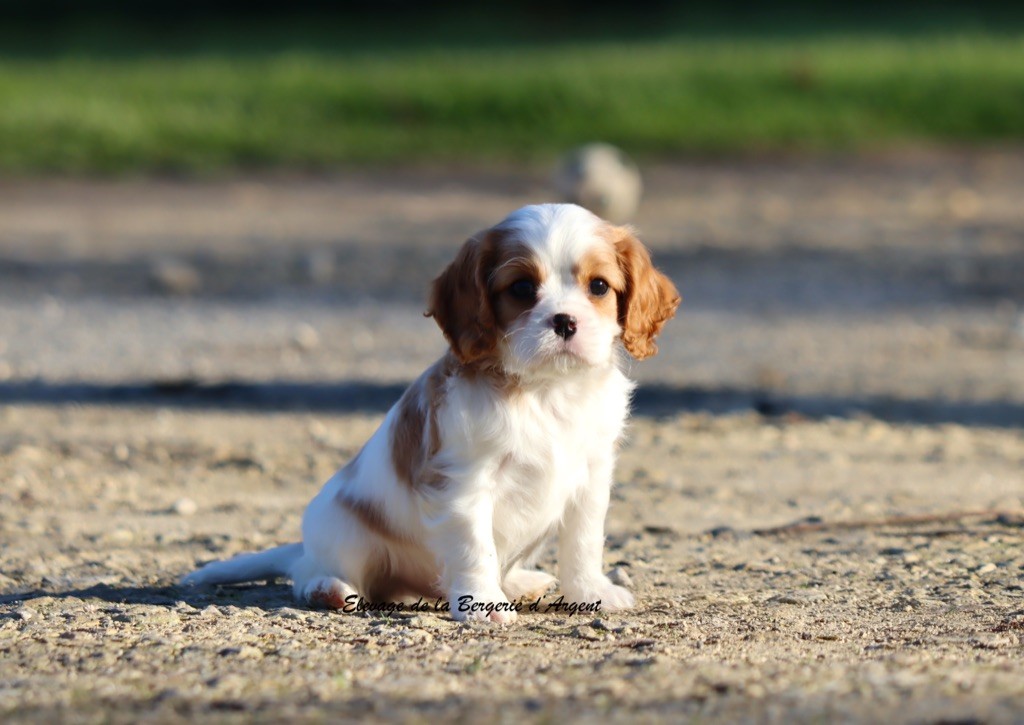 de la bergerie d'argent - Chiots disponibles - Cavalier King Charles Spaniel