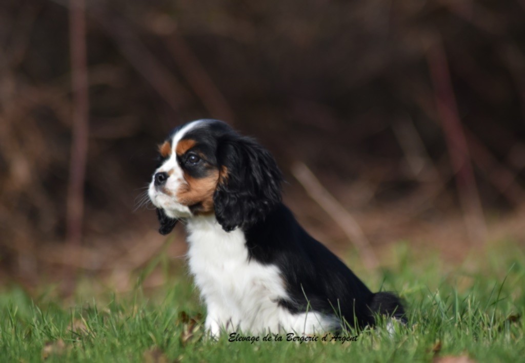 Chiot Cavalier King Charles Spaniel de la bergerie d'argent