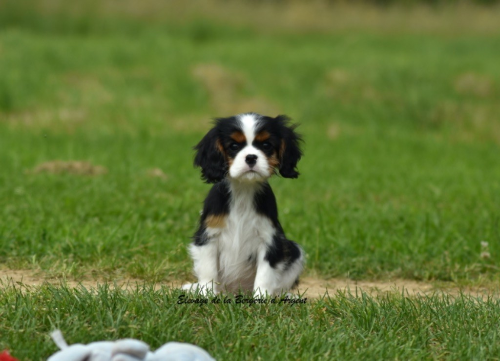 de la bergerie d'argent - Chiots disponibles - Cavalier King Charles Spaniel