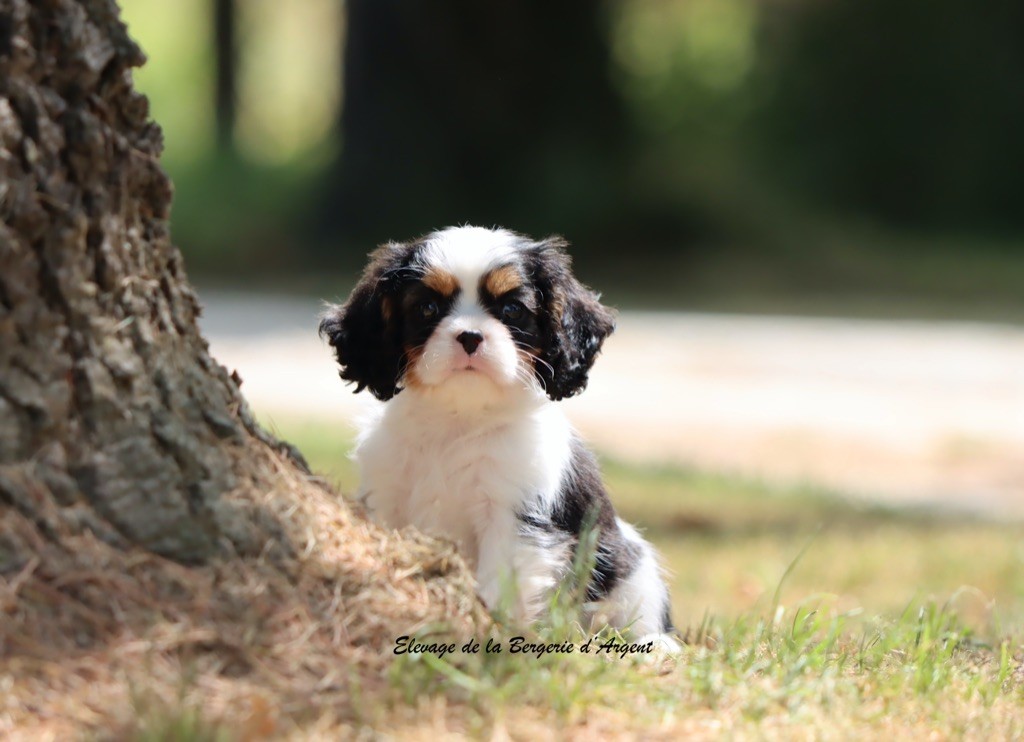 Chiot Cavalier King Charles Spaniel de la bergerie d'argent