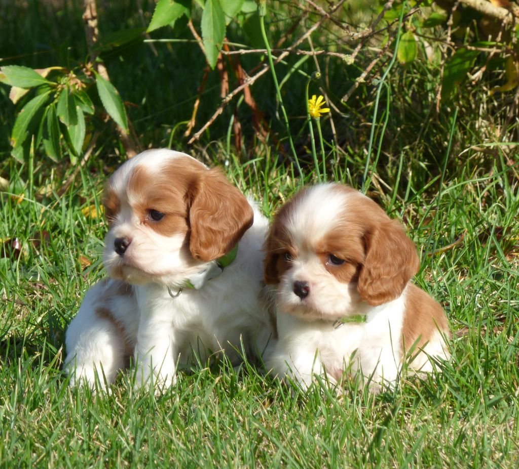Chiot Cavalier King Charles Spaniel De La Bergerie D'Argent