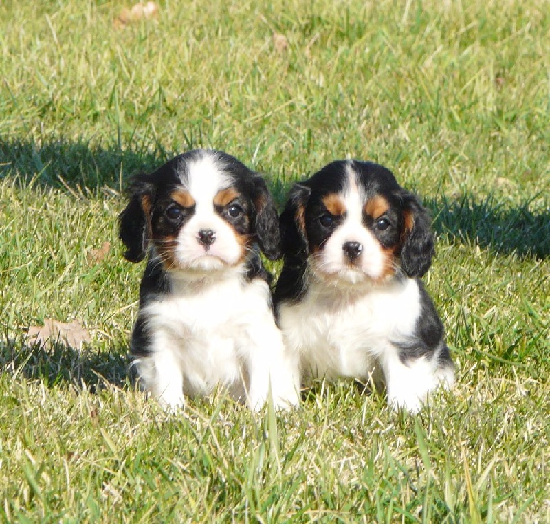 Chiot Cavalier King Charles Spaniel de la bergerie d'argent