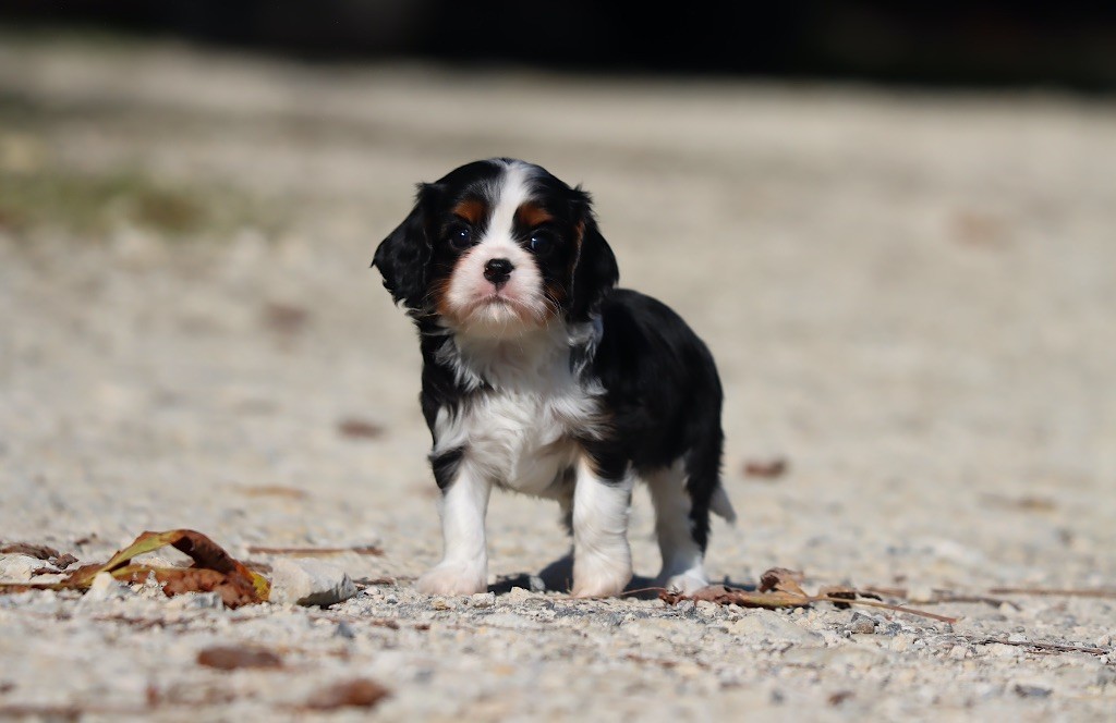 de la bergerie d'argent - Chiots disponibles - Cavalier King Charles Spaniel