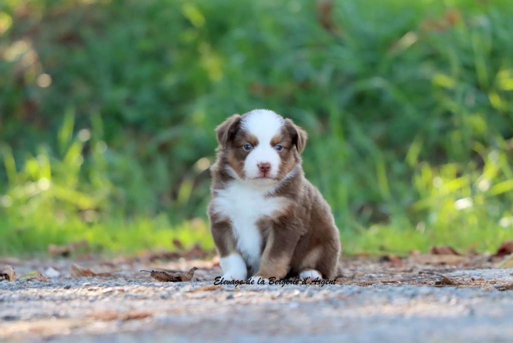 de la bergerie d'argent - Chiots disponibles - Berger Américain Miniature 