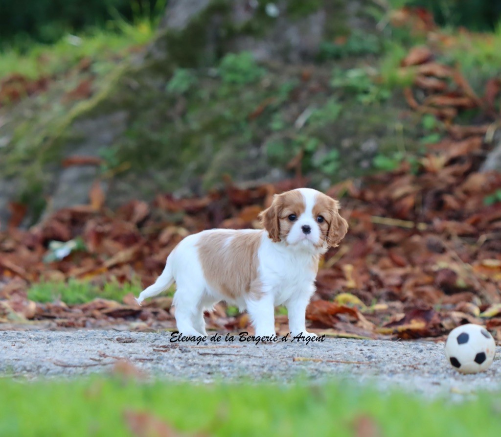 de la bergerie d'argent - Chiots disponibles - Cavalier King Charles Spaniel