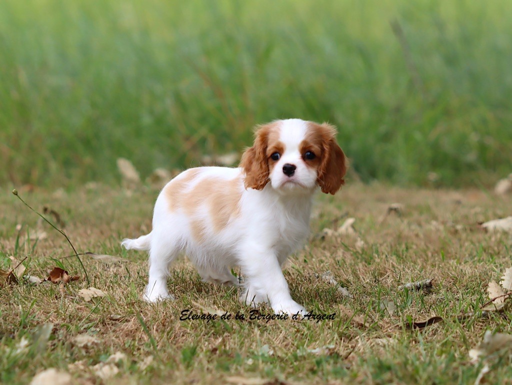 de la bergerie d'argent - Chiots disponibles - Cavalier King Charles Spaniel