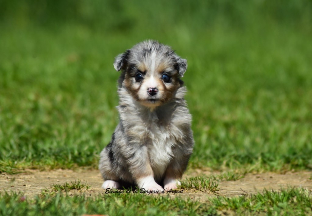 de la bergerie d'argent - Chiots disponibles - Berger Américain Miniature 