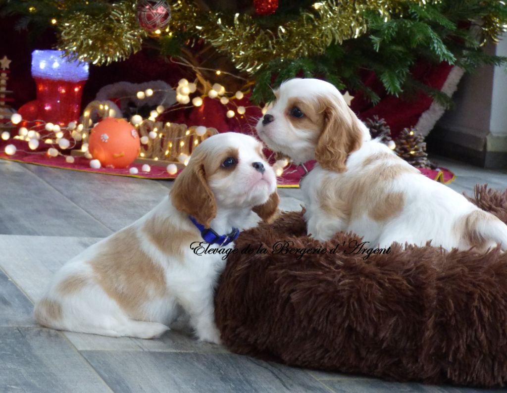Chiot Cavalier King Charles Spaniel De La Bergerie D'Argent