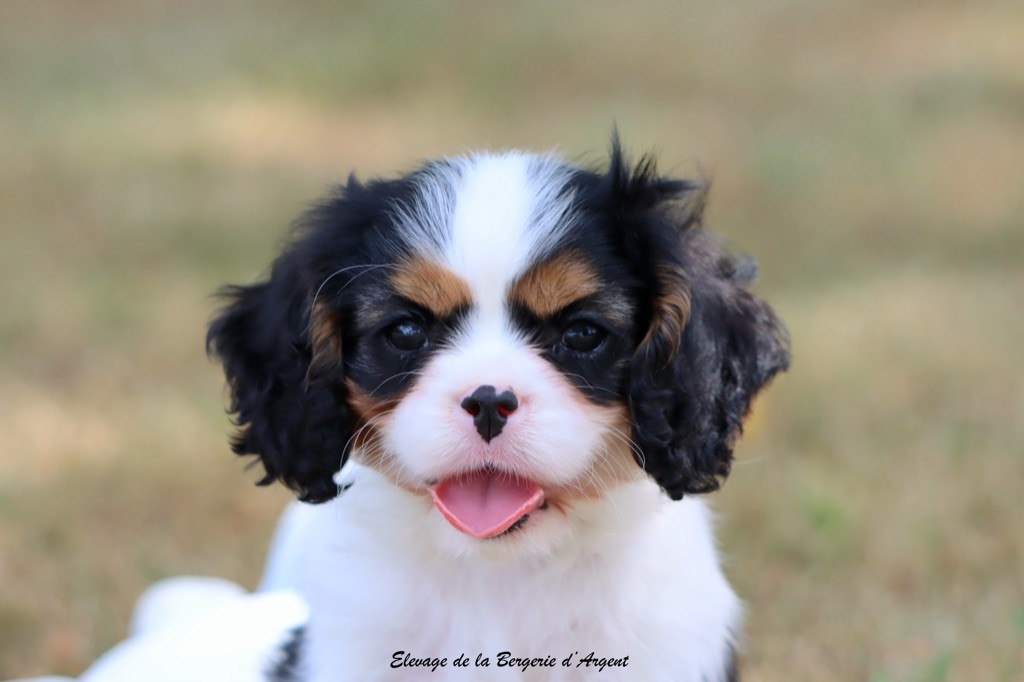 de la bergerie d'argent - Chiots disponibles - Cavalier King Charles Spaniel