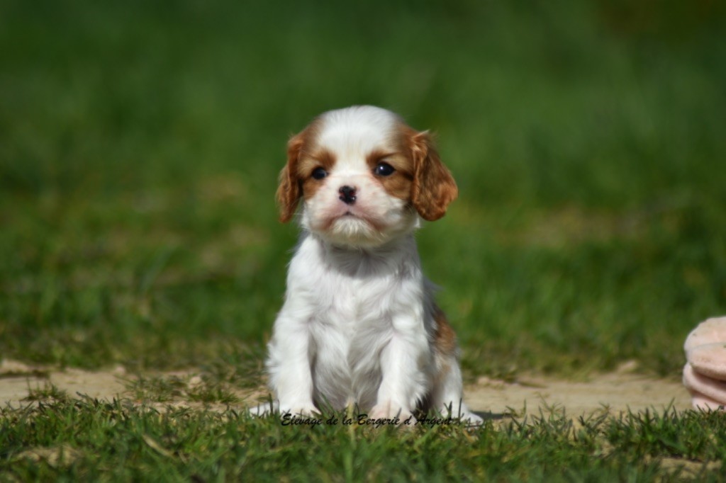 de la bergerie d'argent - Chiots disponibles - Cavalier King Charles Spaniel