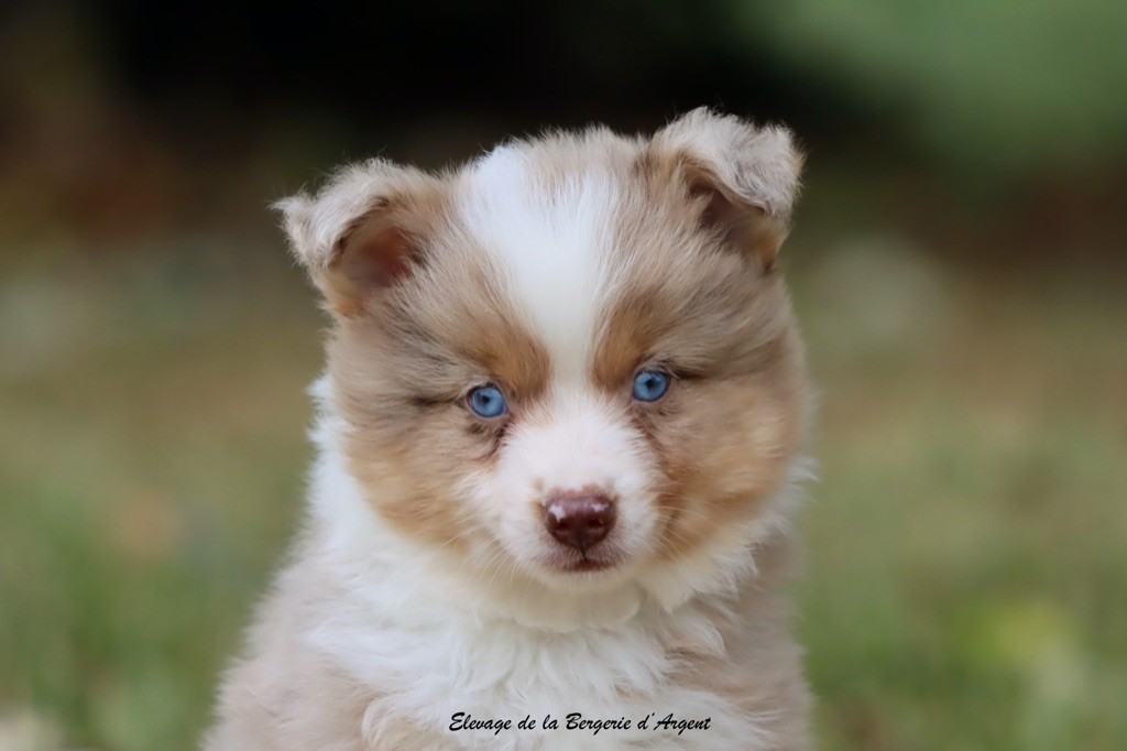 de la bergerie d'argent - Chiots disponibles - Berger Américain Miniature 