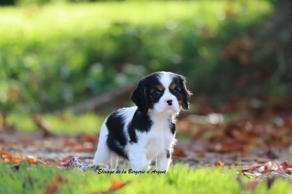de la bergerie d'argent - Chiots disponibles - Cavalier King Charles Spaniel