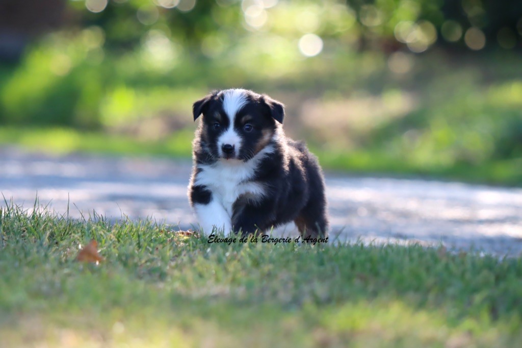 de la bergerie d'argent - Chiots disponibles - Berger Américain Miniature 
