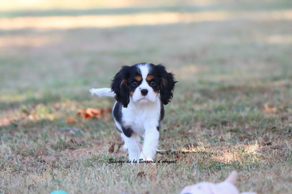 de la bergerie d'argent - Chiots disponibles - Cavalier King Charles Spaniel