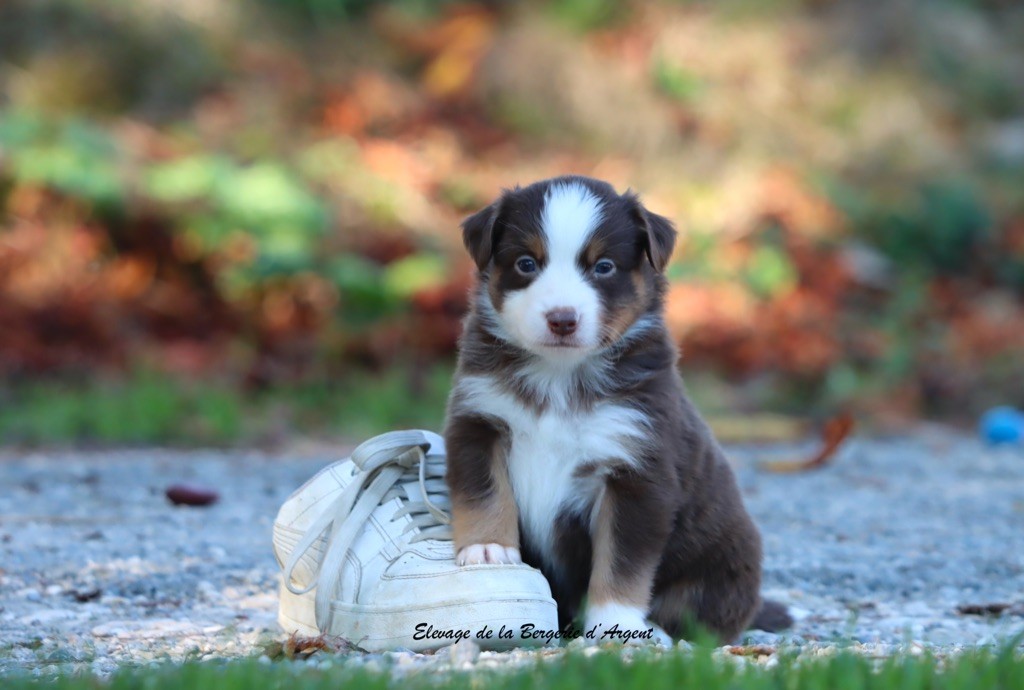 de la bergerie d'argent - Chiots disponibles - Berger Américain Miniature 