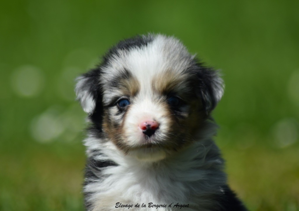 de la bergerie d'argent - Chiots disponibles - Berger Américain Miniature 