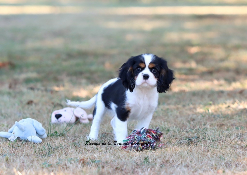 Chiot Cavalier King Charles Spaniel de la bergerie d'argent