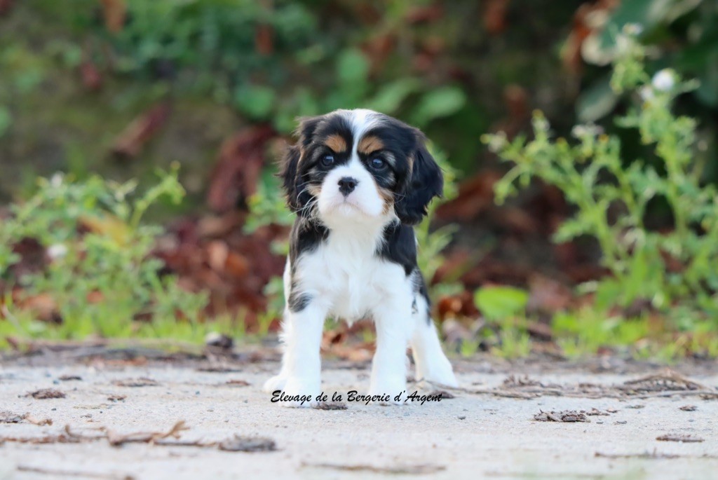 de la bergerie d'argent - Chiots disponibles - Cavalier King Charles Spaniel