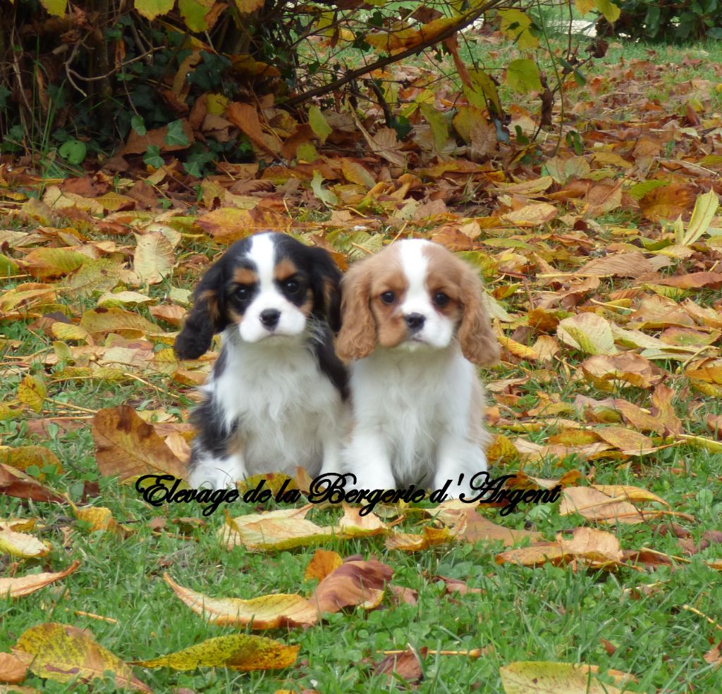 Chiot Cavalier King Charles Spaniel de la bergerie d'argent