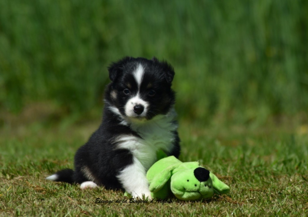 de la bergerie d'argent - Chiots disponibles - Berger Américain Miniature 